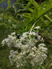 Euodynerus foraminatus