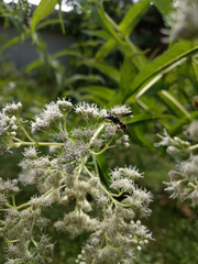 Euodynerus foraminatus