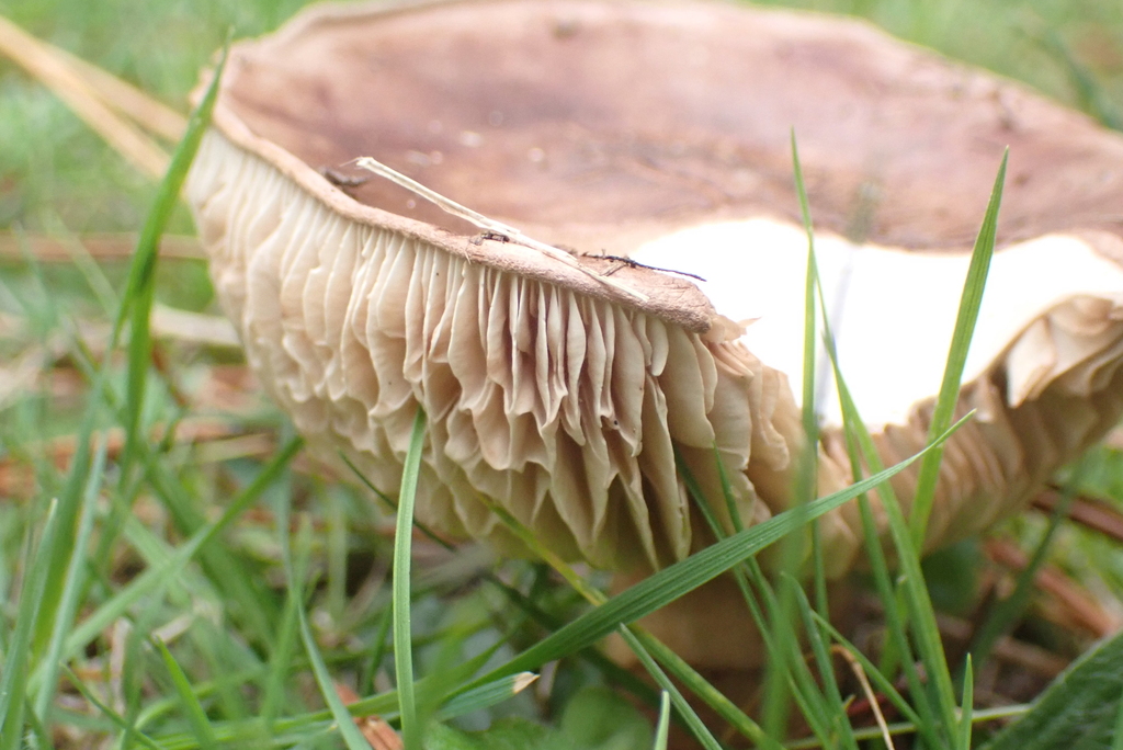 Tricholoma batschii · April 2025 · photo: © berardom (iNaturalist, cc-by)
