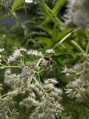 Euodynerus foraminatus