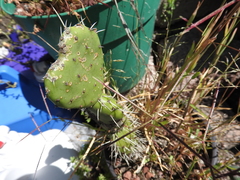 Opuntia