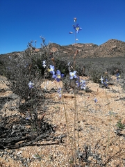 Heliophila lactea
