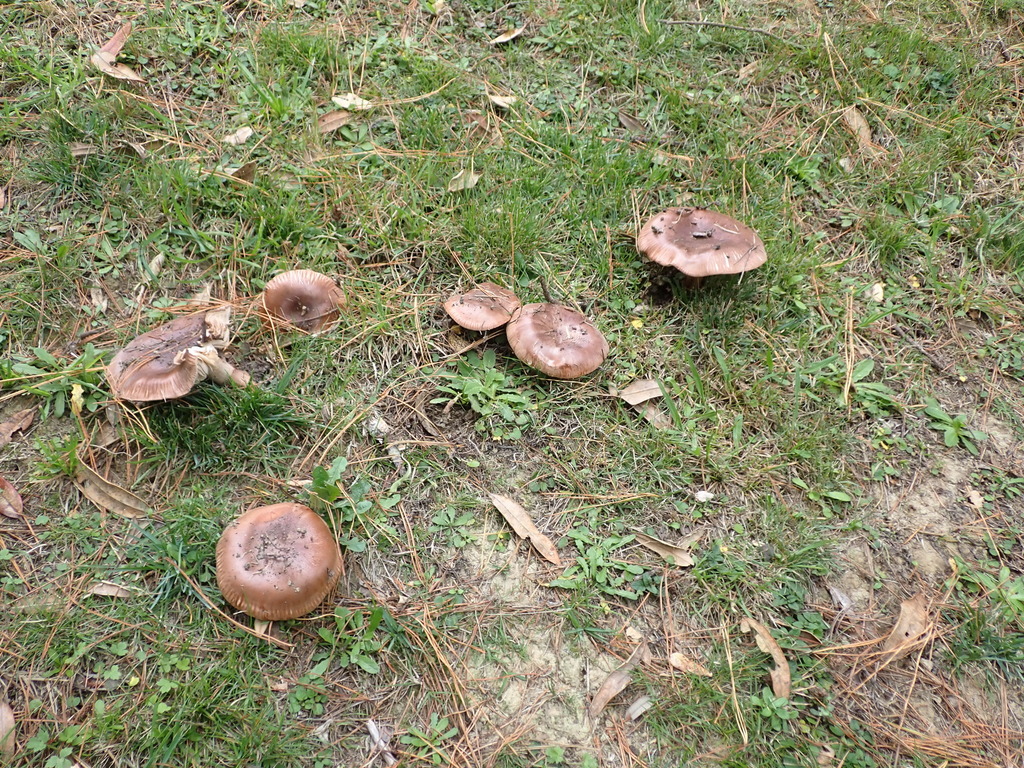 Tricholoma batschii