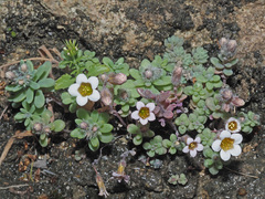 Sedum mucizonia