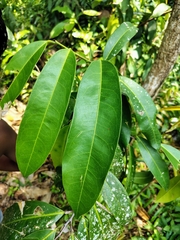 Samadera indica, photograph renjus box, CC BY, iNaturalist via GBIF