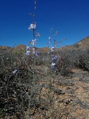Heliophila lactea
