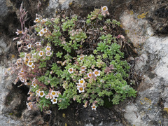 Sedum mucizonia
