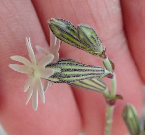 Image of Silene aethiopica by (c) Nicola van Berkel, some rights reserved (CC BY-SA)