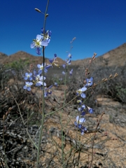 Heliophila lactea