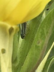 Graphocephala hieroglyphica