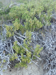 Robsonodendron maritimum