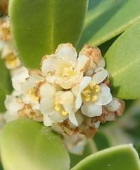Robsonodendron maritimum