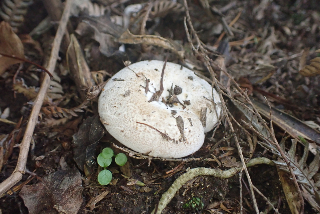 Lactifluus clarkeae · April 2025 · photo: © berardom (iNaturalist, cc-by)