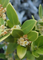 Robsonodendron maritimum