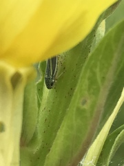 Graphocephala hieroglyphica