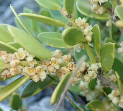 Robsonodendron maritimum