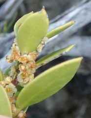 Robsonodendron maritimum