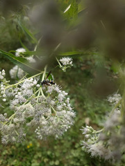 Euodynerus foraminatus