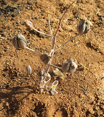 Albuca setosa image