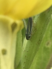 Graphocephala hieroglyphica