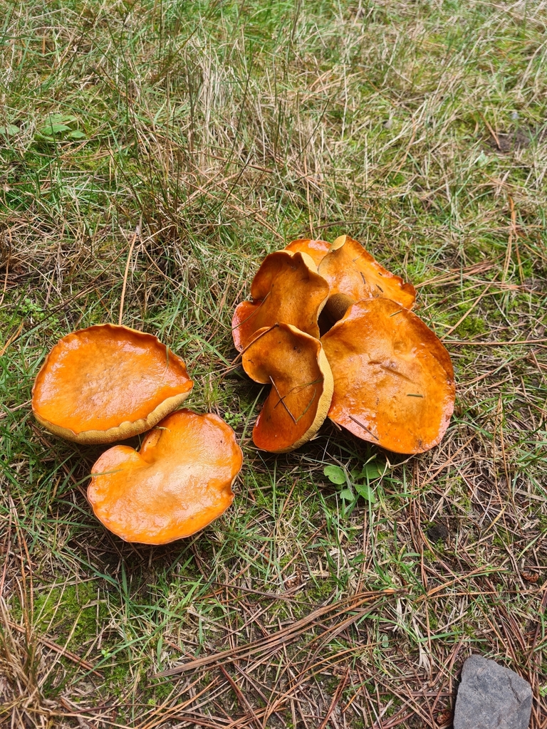 Suillus granulatus · April 2025 · photo: © elliecornish (iNaturalist, cc0)