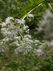 Euodynerus foraminatus