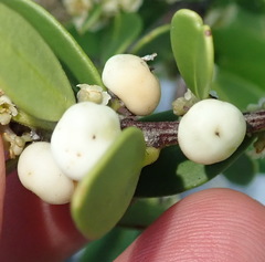 Robsonodendron maritimum