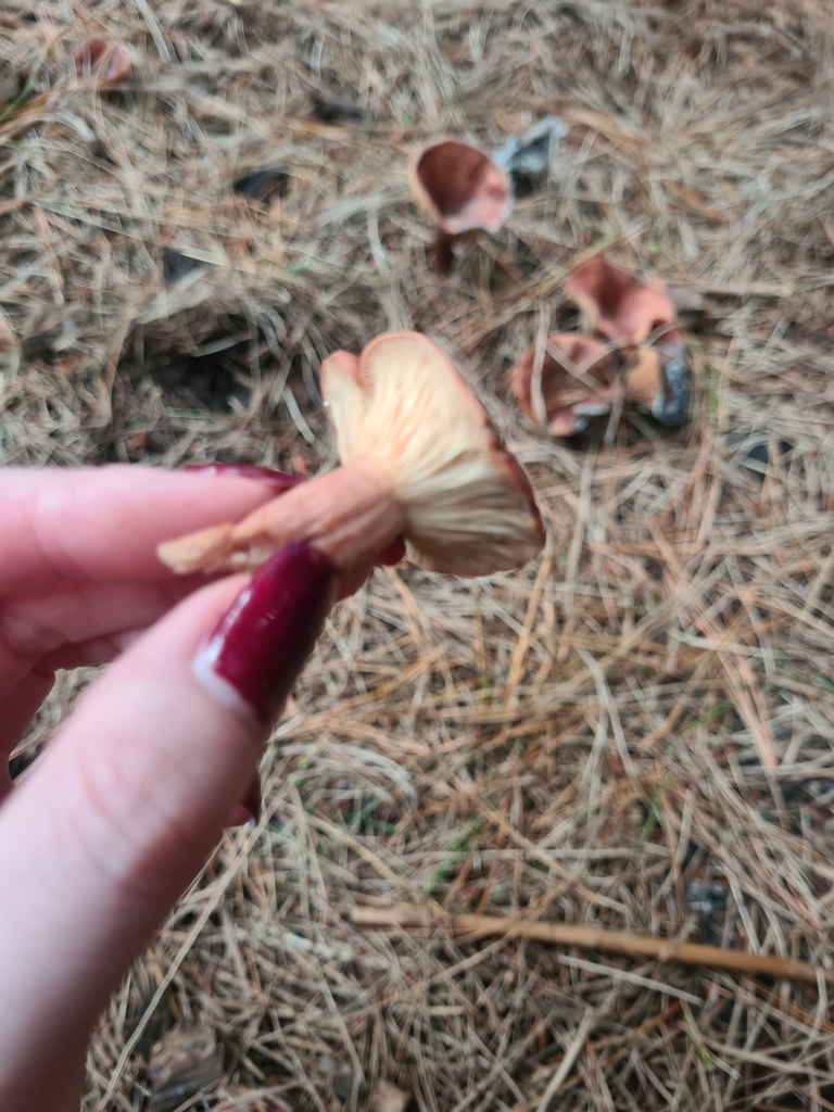 Lactarius rufus · April 2025 · photo: © elliecornish (iNaturalist, cc0)