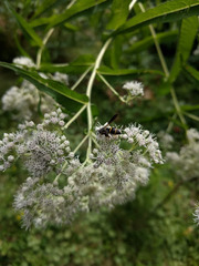 Euodynerus foraminatus