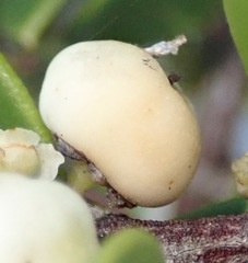 Robsonodendron maritimum