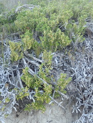 Robsonodendron maritimum