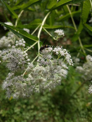 Euodynerus foraminatus