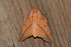 Syssphinx bisecta