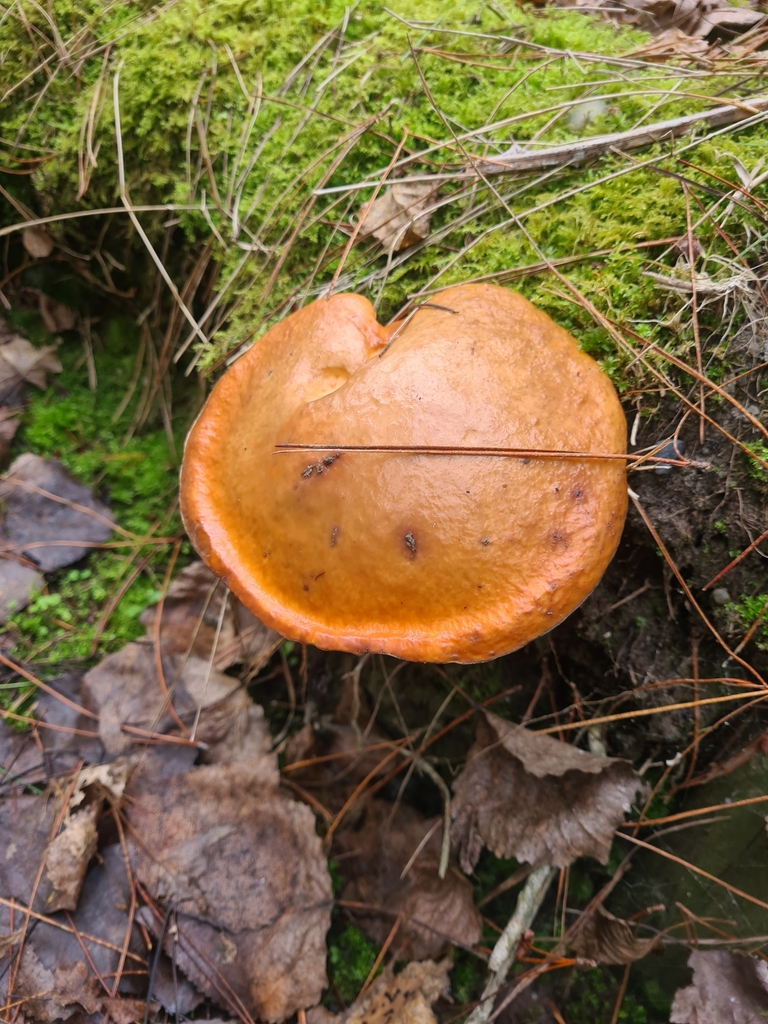 Suillus granulatus · April 2025 · photo: © elliecornish (iNaturalist, cc0)