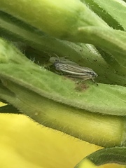 Graphocephala hieroglyphica