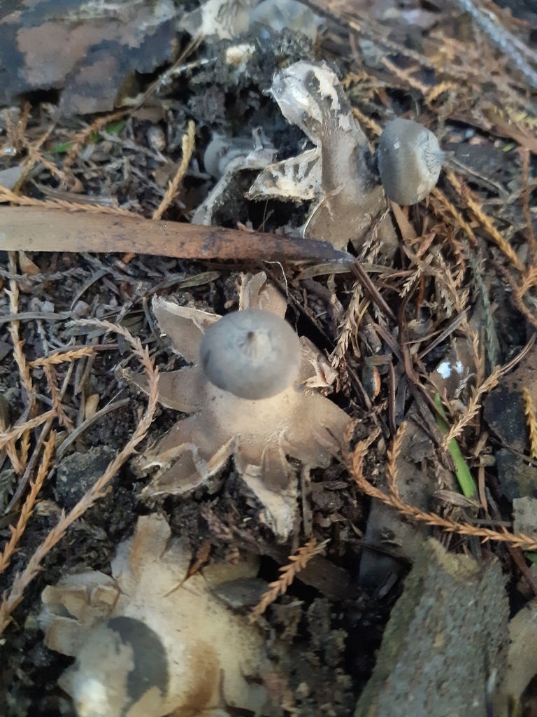 Geastrum