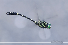 Lamelligomphus