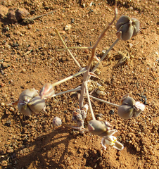 Albuca setosa image