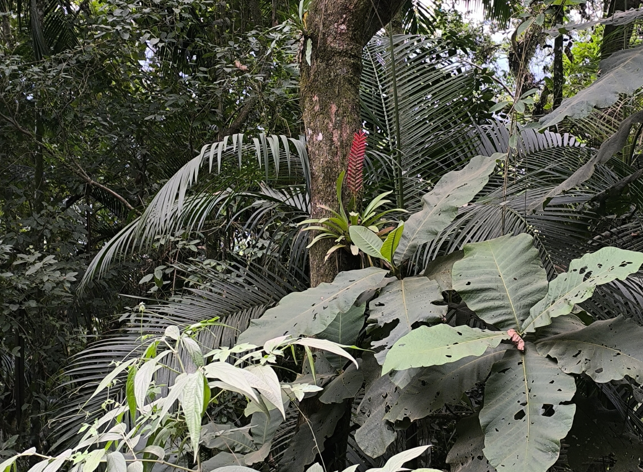Vriesea ensiformis