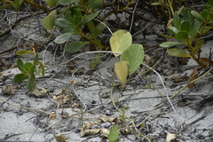 Microlophus occipitalis