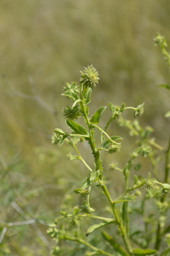 Image of Laggera crispata by (c) Hildegard Klein, some rights reserved (CC BY)