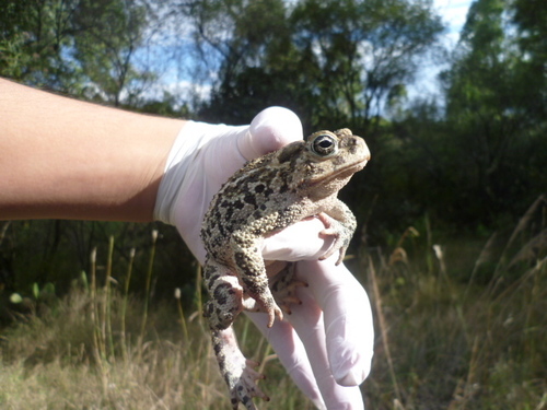 Pine Toad