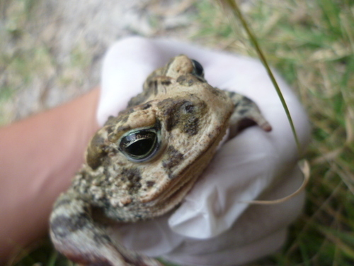Pine Toad