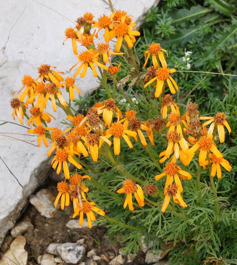 Pinnate-leaved Ragwort