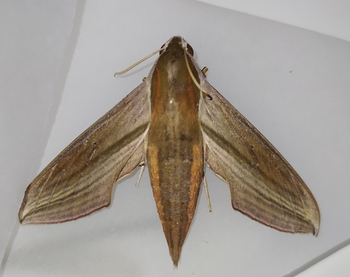 Theretra japonica