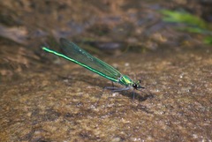 Calopteryx angustipennis
