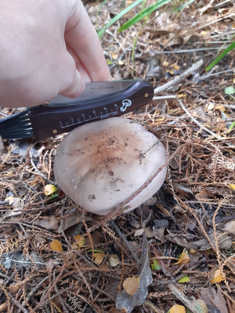 Collybia nuda · April 2025 · photo: © georgecox (iNaturalist, cc0)