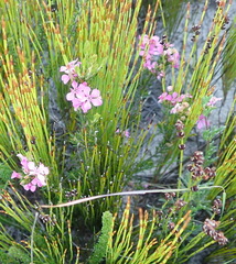 Acmadenia obtusata