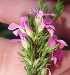 Acmadenia obtusata