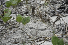 Microlophus occipitalis